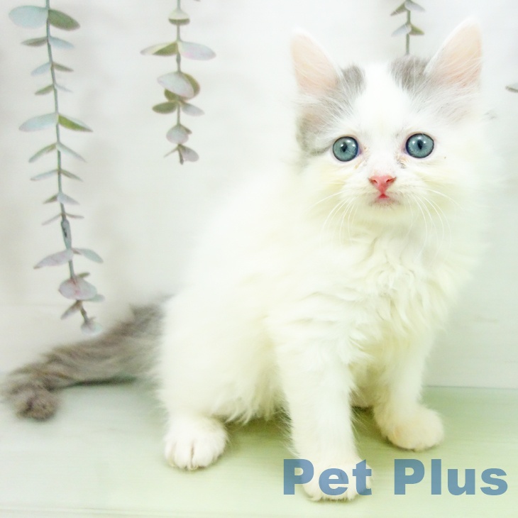 沖縄県のサイベリアン (ペットプラス 沖縄ライカム店/2025年10月9日生まれ/女の子/ブルータビーホワイトバン)の子猫の2枚目の画像
