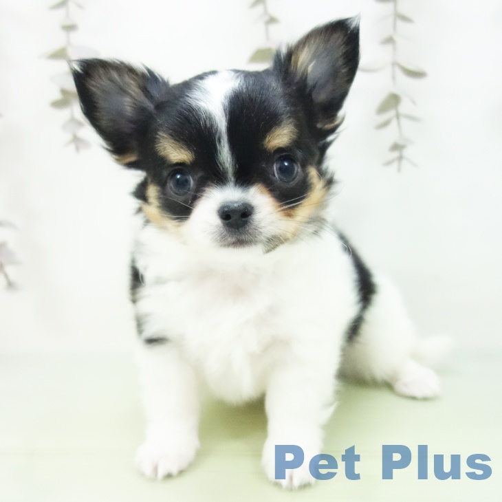 愛知県のチワワ(ロング) (ペットプラス mozoワンダーシティ店/2025年10月6日生まれ/男の子/ホワイトブラックタン)の子犬の1枚目の画像