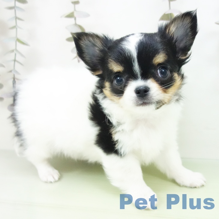 愛知県のチワワ(ロング) (ペットプラス mozoワンダーシティ店/2025年10月6日生まれ/男の子/ホワイトブラックタン)の子犬の2枚目の画像