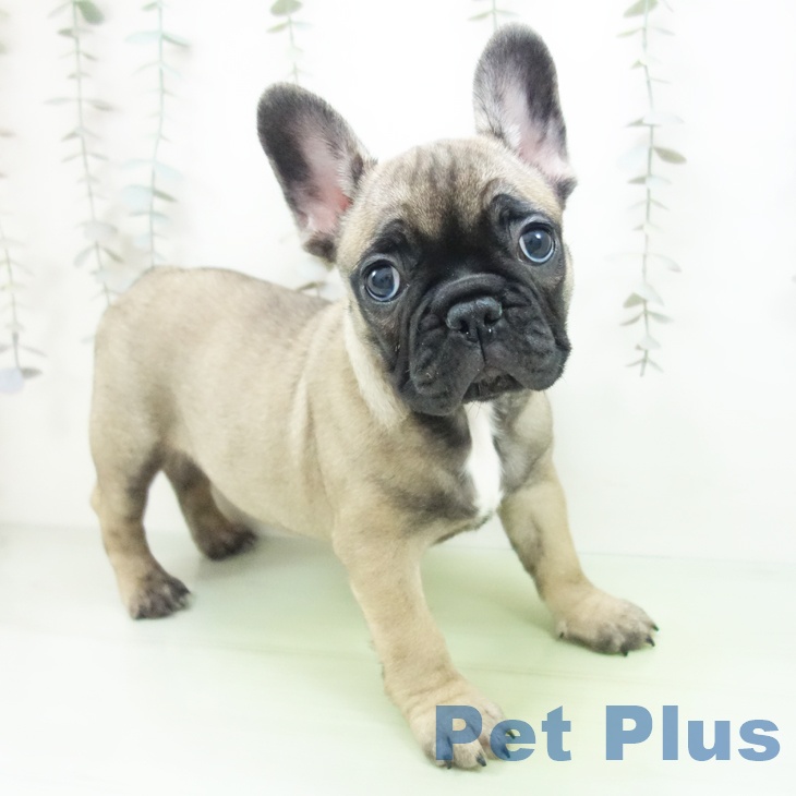 埼玉県のフレンチブルドッグ (ペットプラス 与野店/2025年10月7日生まれ/女の子/フォーン)の子犬の1枚目の画像