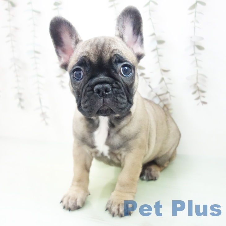 埼玉県のフレンチブルドッグ (ペットプラス 与野店/2025年10月7日生まれ/女の子/フォーン)の子犬の2枚目の画像