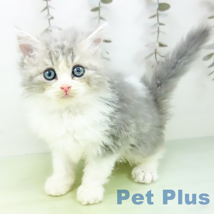 セルカークレックスの写真2