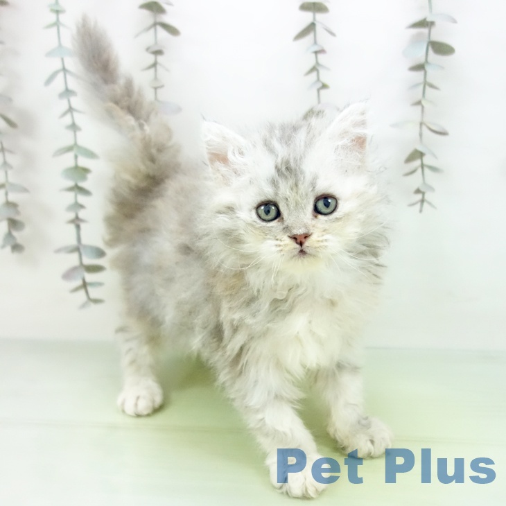 セルカークレックス