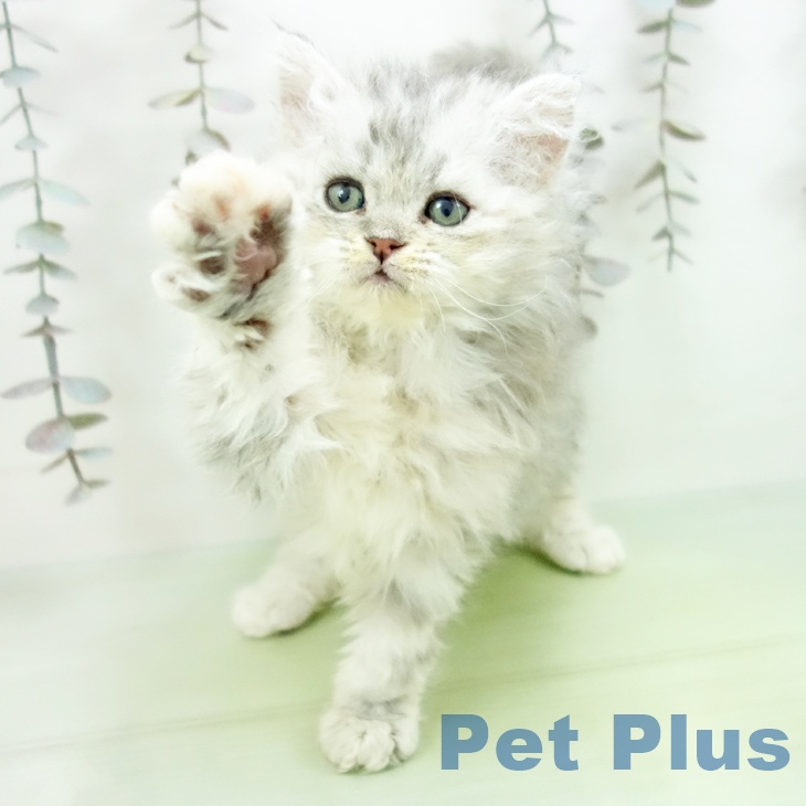 セルカークレックスの写真2