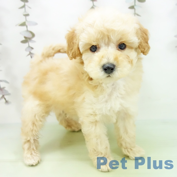 トイ・プードル