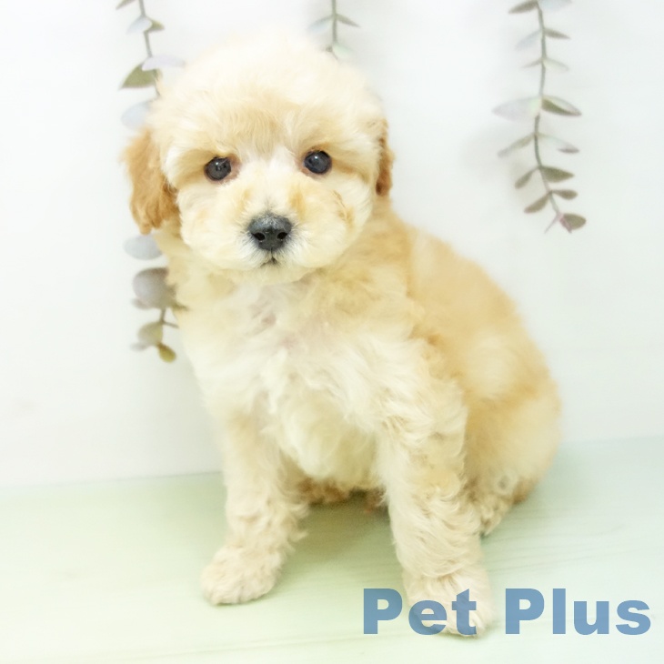 トイ・プードル