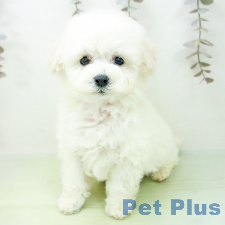 トイ・プードル