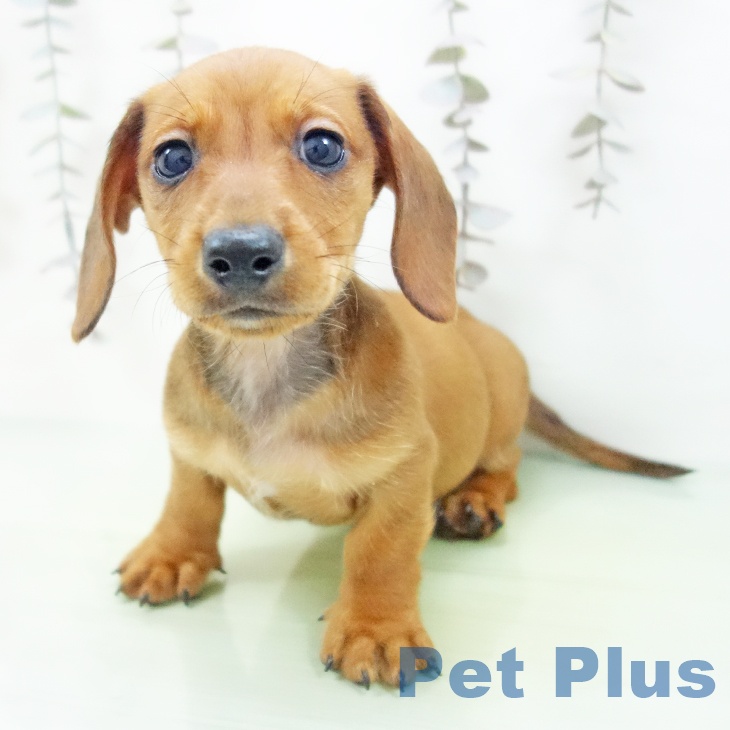 ミニチュア・ダックスフンド