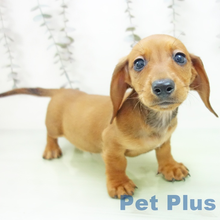 ミニチュア・ダックスフンド