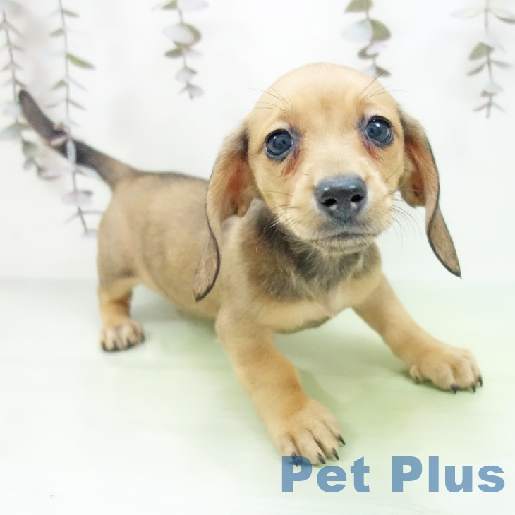 ミニチュア・ダックスフンド