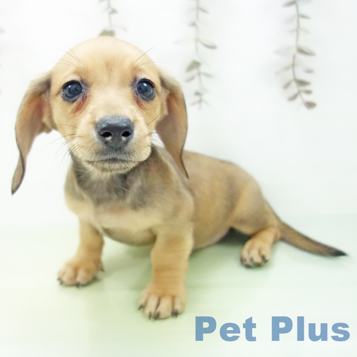 ミニチュア・ダックスフンド