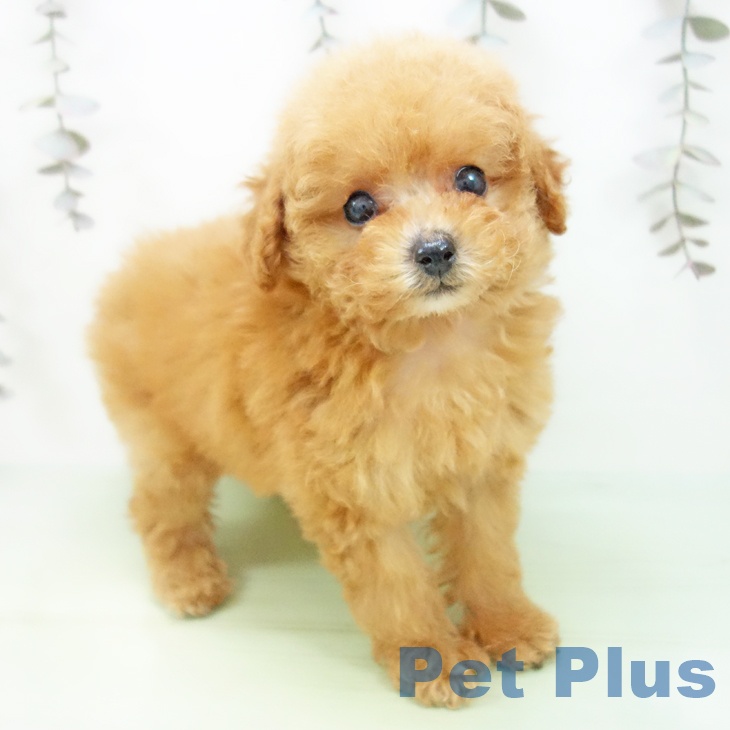 トイ・プードル