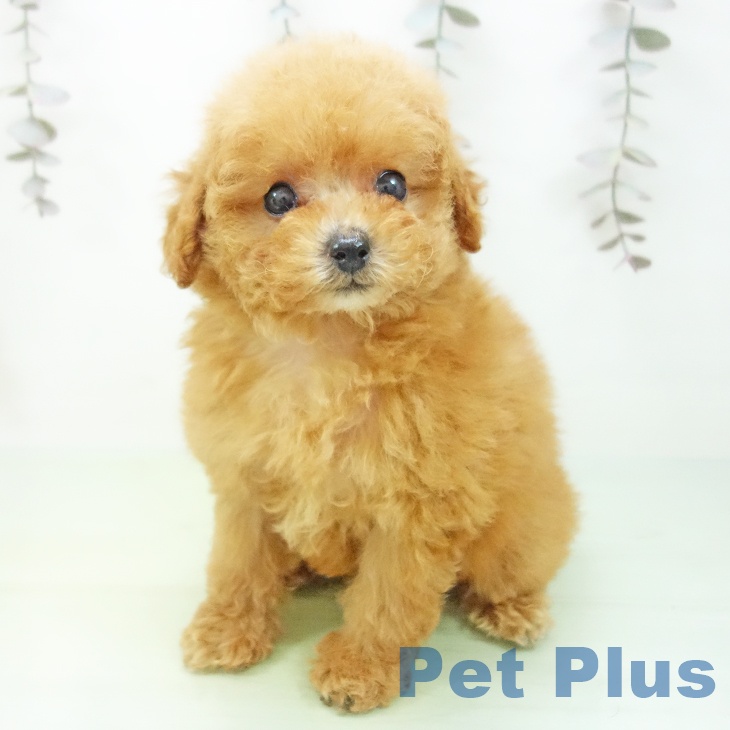 トイ・プードルの写真2