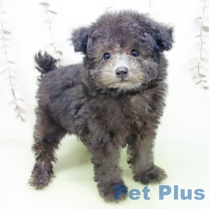 愛知県のトイプードル(トイ) (ペットプラス 岡崎店/2025年10月4日生まれ/男の子/シルバー)の子犬の1枚目の画像