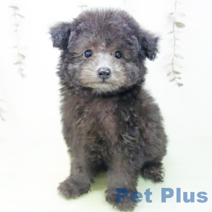 愛知県のトイプードル(トイ) (ペットプラス 岡崎店/2025年10月4日生まれ/男の子/シルバー)の子犬の2枚目の画像