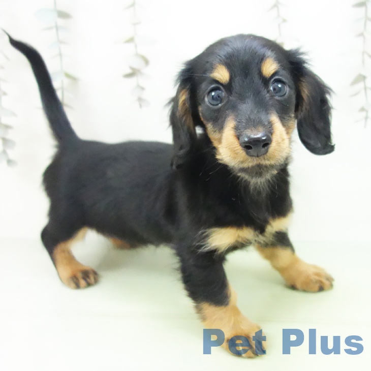 石川県のミニチュアダックスフンド(ロング) (ペットプラス 新小松店/2025年10月5日生まれ/女の子/ブラックタン)の子犬の1枚目の画像