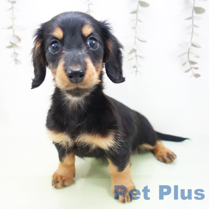 石川県のミニチュアダックスフンド(ロング) (ペットプラス 新小松店/2025年10月5日生まれ/女の子/ブラックタン)の子犬の2枚目の画像