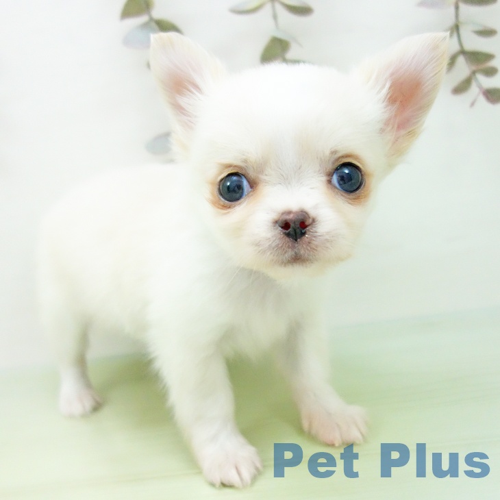 愛知県のチワワ(ロング) (ペットプラス イオンモール長久手店/2025年10月7日生まれ/男の子/クリームホワイト)の子犬の1枚目の画像