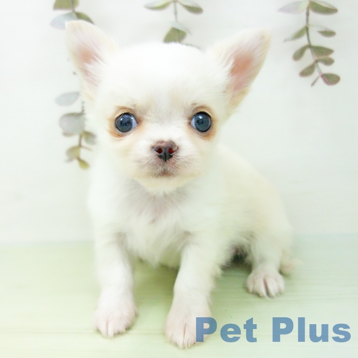 愛知県のチワワ(ロング) (ペットプラス イオンモール長久手店/2025年10月7日生まれ/男の子/クリームホワイト)の子犬の2枚目の画像