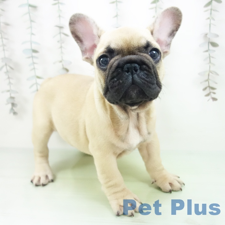 フレンチ・ブルドッグの写真2