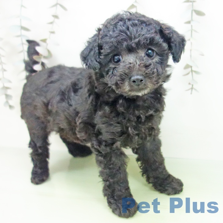 トイ・プードル