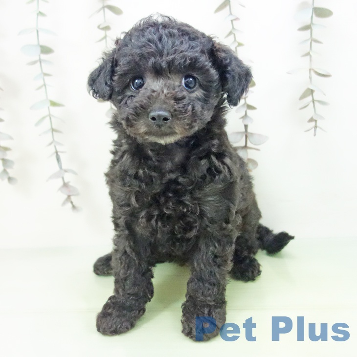 トイ・プードル