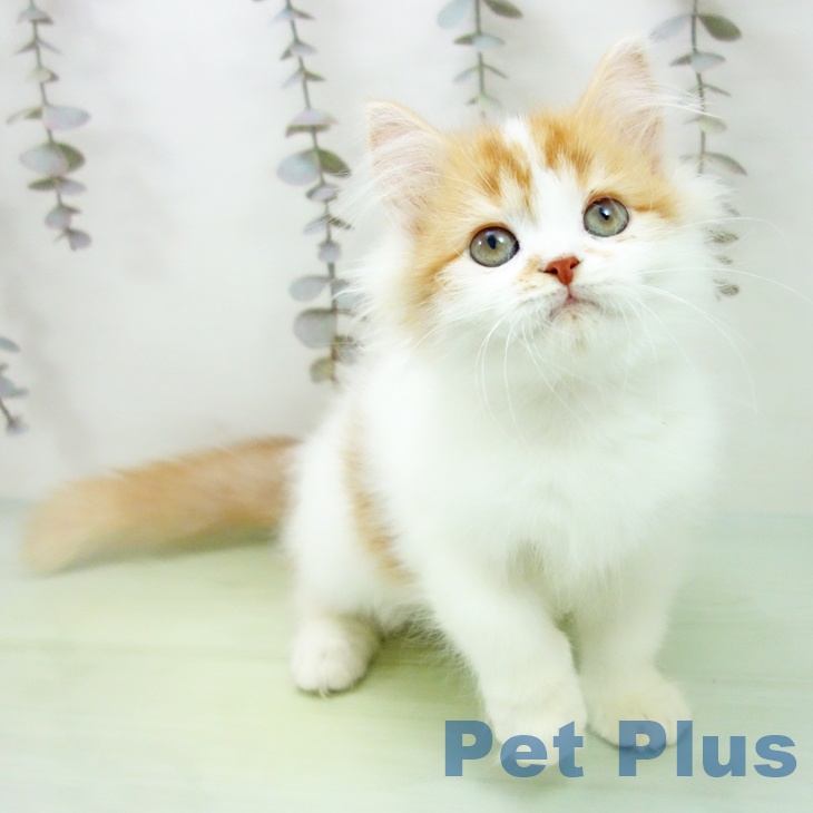 スコティッシュフォールド