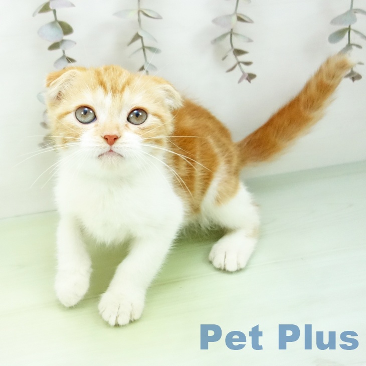 福岡県のスコティッシュフォールド (ペットプラス 八幡東店/2025年10月7日生まれ/男の子/レッドタビーホワイト)の子猫の1枚目の画像
