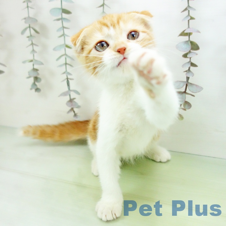福岡県のスコティッシュフォールド (ペットプラス 八幡東店/2025年10月7日生まれ/男の子/レッドタビーホワイト)の子猫の2枚目の画像