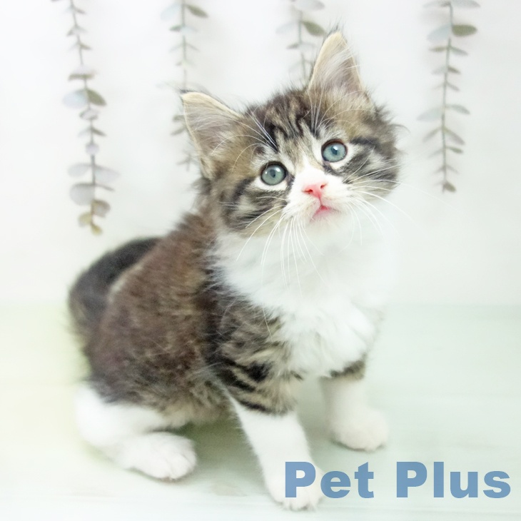 富山県のノルウェージャンフォレストキャット (ペットプラス 高岡店/2025年10月7日生まれ/女の子/ブラウンタビーホワイト)の子猫の1枚目の画像