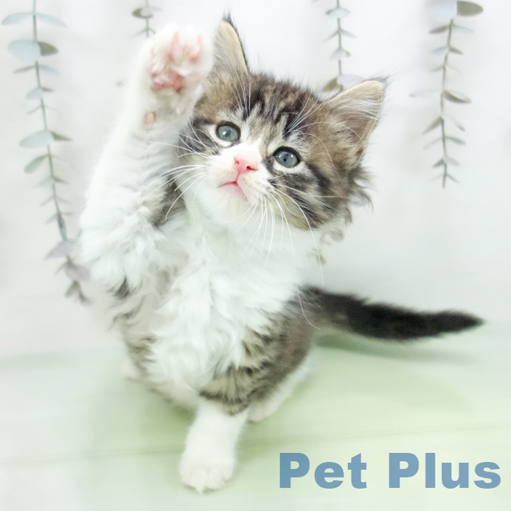 富山県のノルウェージャンフォレストキャット (ペットプラス 高岡店/2025年10月7日生まれ/女の子/ブラウンタビーホワイト)の子猫の2枚目の画像