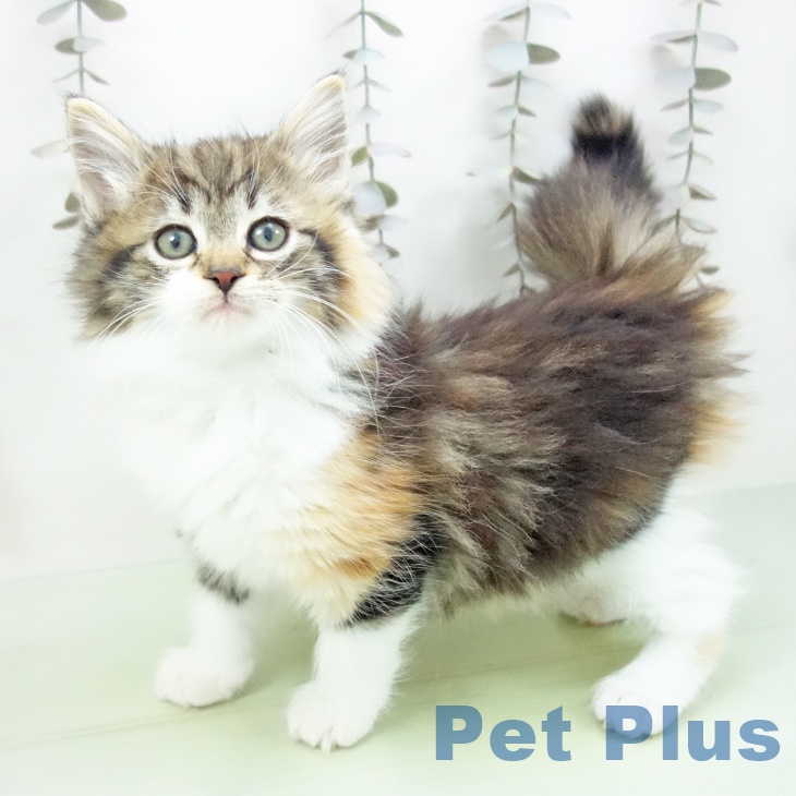 福岡県のノルウェージャンフォレストキャット (ペットプラス 八幡東店/2025年10月7日生まれ/女の子/ブラウンパッチドタビーホワイト)の子猫の1枚目の画像