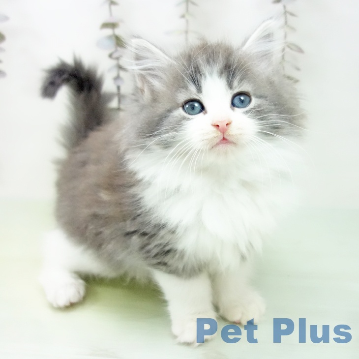 熊本県のノルウェージャンフォレストキャット (ペットプラス 熊本店/2025年10月7日生まれ/女の子/ブルータビーホワイト)の子猫の1枚目の画像