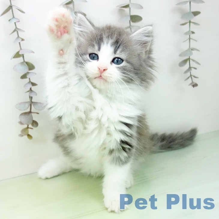 熊本県のノルウェージャンフォレストキャット (ペットプラス 熊本店/2025年10月7日生まれ/女の子/ブルータビーホワイト)の子猫の2枚目の画像