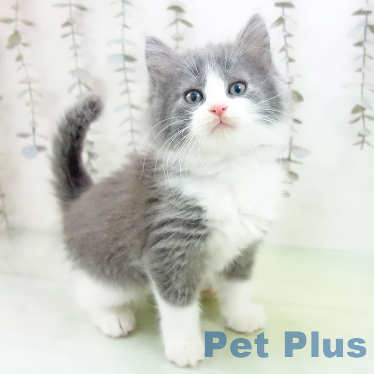 福岡県のノルウェージャンフォレストキャット (ペットプラス 香椎浜店/2025年10月7日生まれ/女の子/ブルーホワイト)の子猫