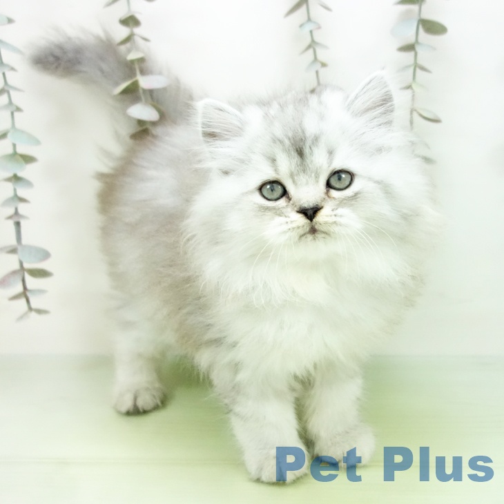福岡県のペルシャ (ペットプラス 福岡伊都店/2025年9月29日生まれ/男の子/チンチラシルバー)の子猫の1枚目の画像
