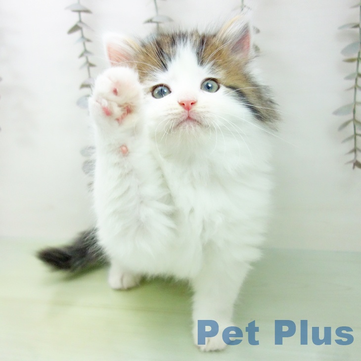 ノルウェージャンフォレストキャット