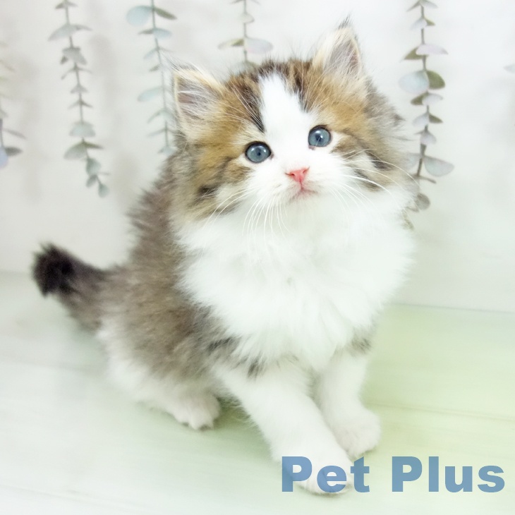 ノルウェージャンフォレストキャット