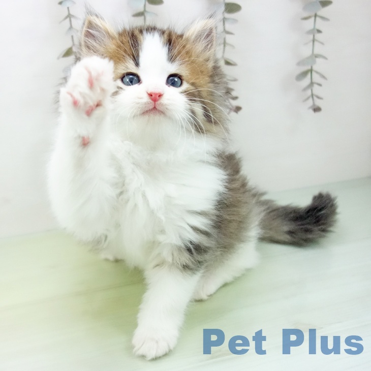 ノルウェージャンフォレストキャット