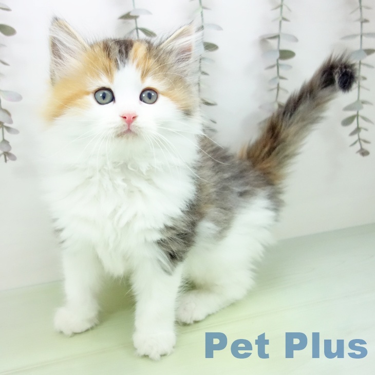 ノルウェージャンフォレストキャット