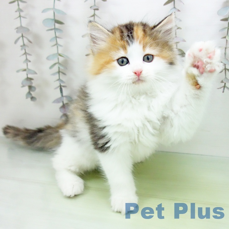 ノルウェージャンフォレストキャット