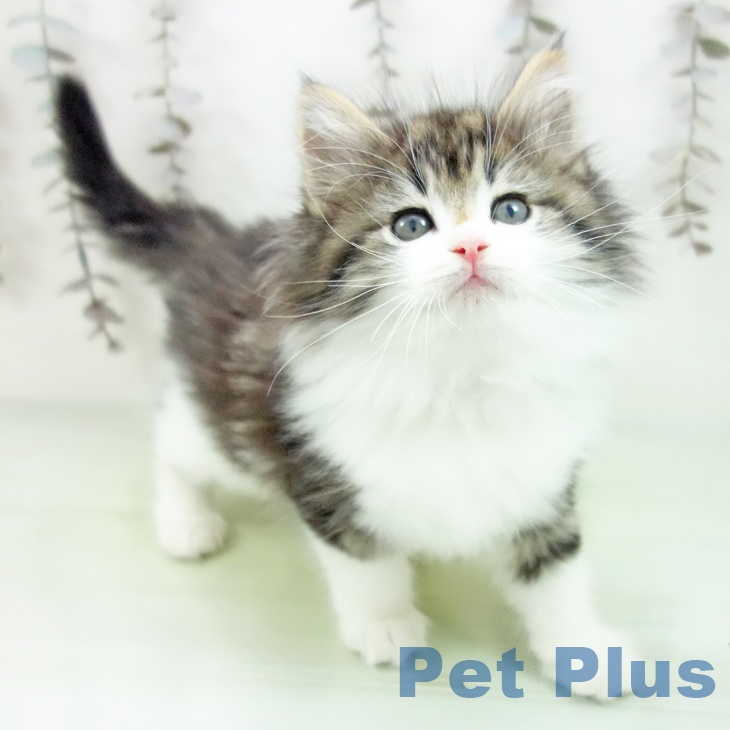 ノルウェージャンフォレストキャット