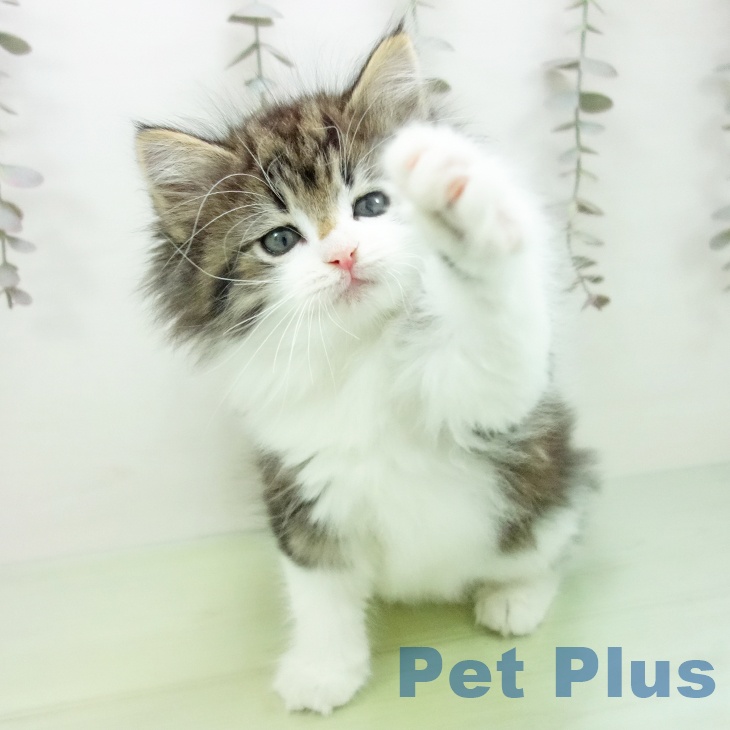 ノルウェージャンフォレストキャット