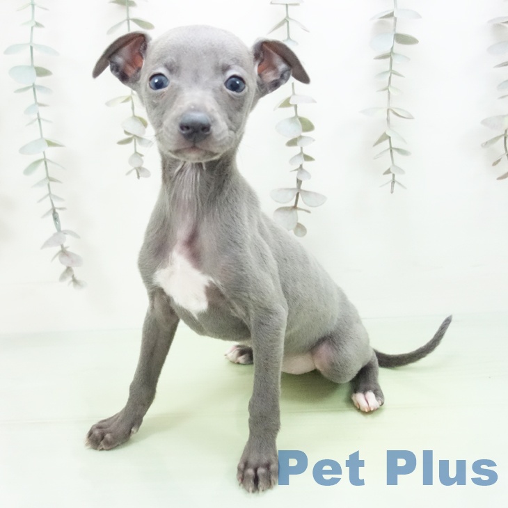 イタリアン・グレーハウンド