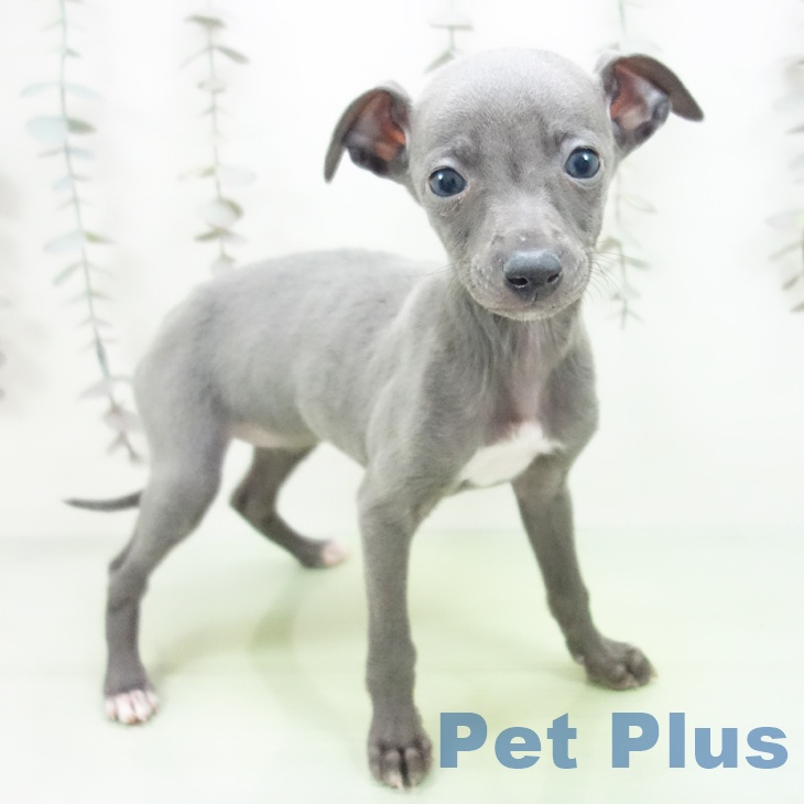 イタリアン・グレーハウンド