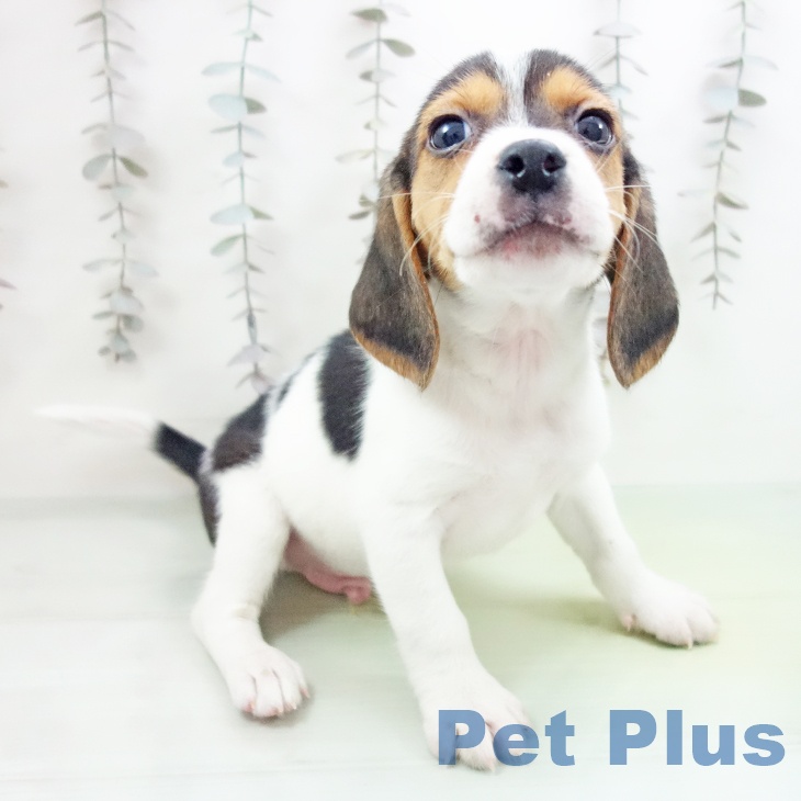 愛知県のビーグル (ペットプラス イオンモール豊川店/2025年10月8日生まれ/男の子/ブラックタンホワイト)の子犬の2枚目の画像