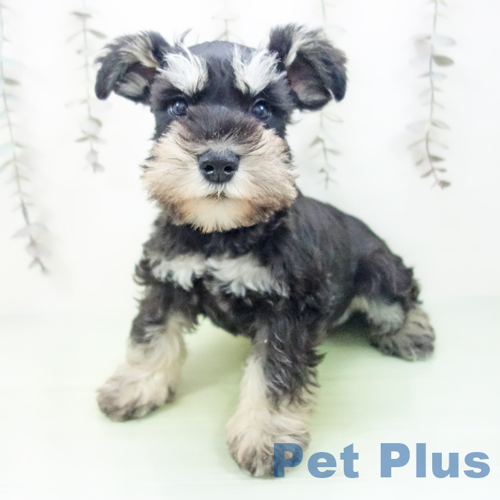 三重県のミニチュアシュナウザー (ペットプラス 東員店/2025年10月6日生まれ/男の子/ブラックシルバー)の子犬の2枚目の画像