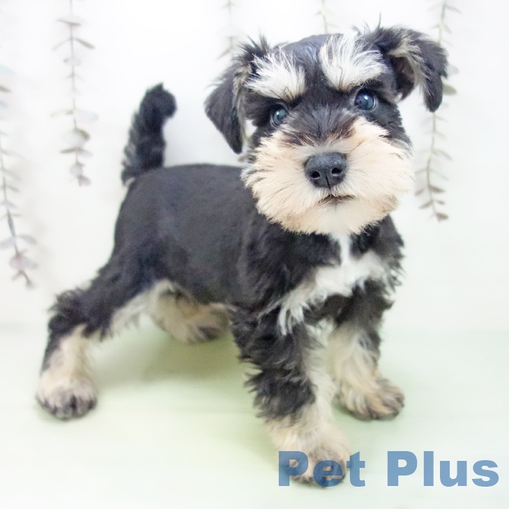 ミニチュア・シュナウザー