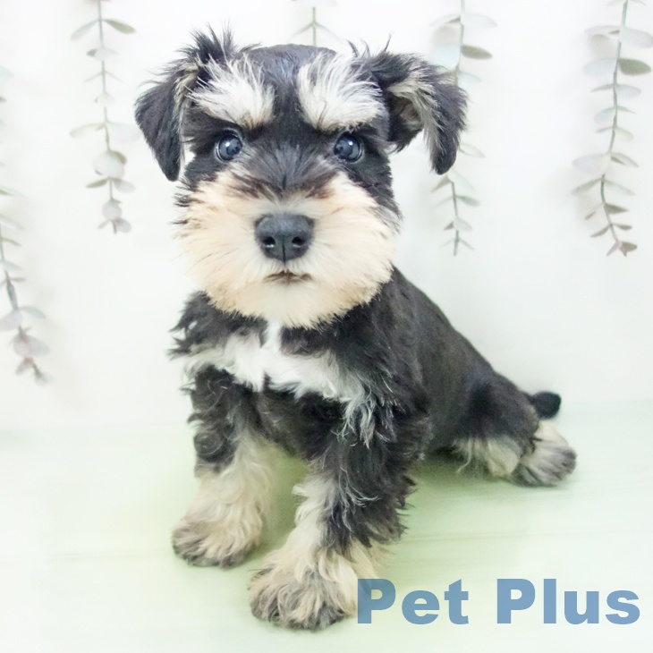 ミニチュア・シュナウザー