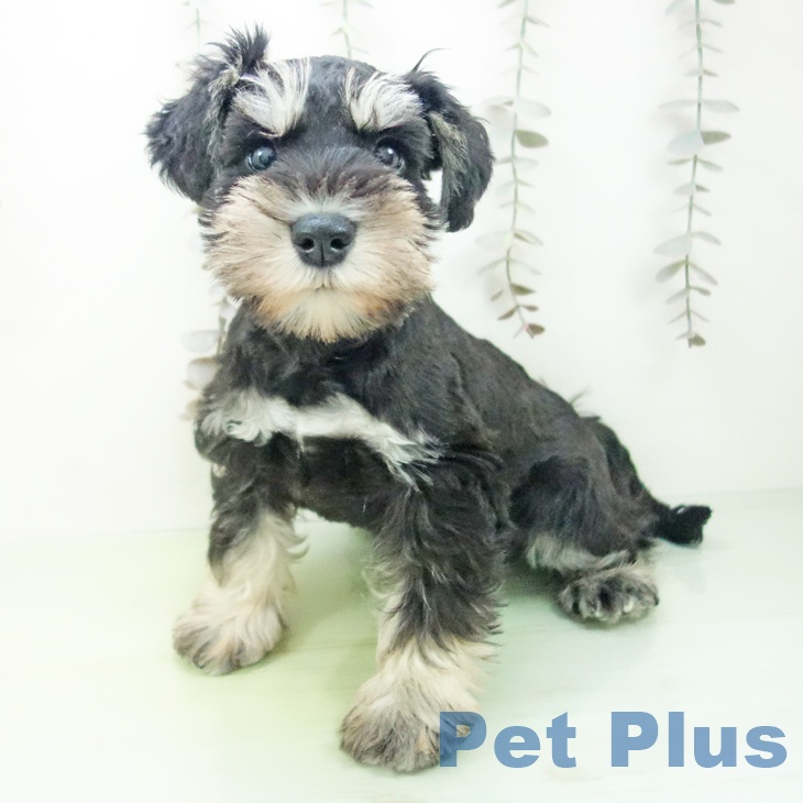 ミニチュア・シュナウザー